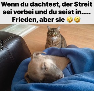 fun-Bild: Katzenfriedensrichter im Einsatz!