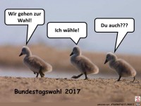 zur Wahl gehen
