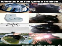 Voraus Katzen gerne trinken