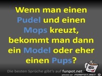 Pudel und Mops