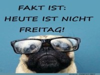Brillen-Pug enth�llt: Nicht-Freitag-Blues!