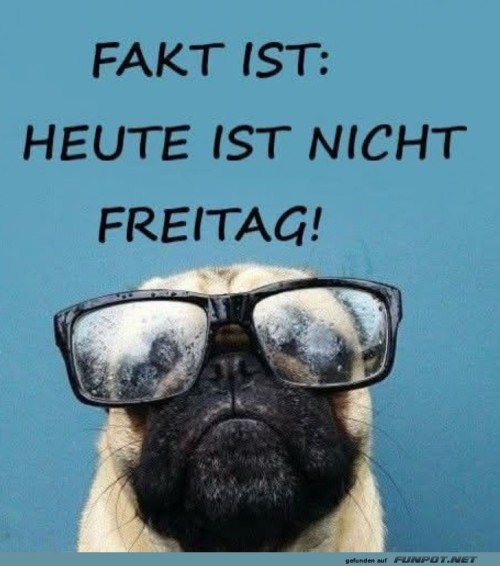 Brillen-Pug-enth�llt:-Nicht-Freitag-Blues!.jpg auf www.funpot.net