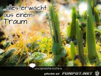 -alles-erwacht-aus-einem-traum-400x240