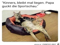 Katzen bleiben im K�rbchen