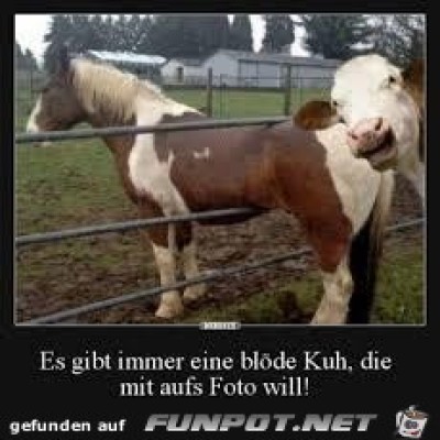 Es-ist-immer-eine-bl&ouml;de-Kuh,-die-mit-aufs-Foto-will-!.jpg von Sia