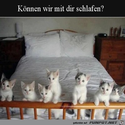 S&uuml;&szlig;e-K&auml;tzchen.jpg von Supersusi