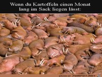 Kartollen l�nger aufbewahren