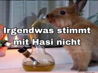 Hase sorgt fr Lacher im Internet