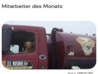 Bester Fahrer auf vier Pfoten