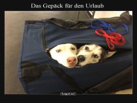 Vierbeiniger Reise-Kumpel Surprise!