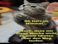 Katze betet