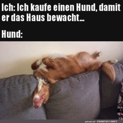 Super-Wachhund.jpg von Felia-51