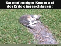 Katze schl�gt als Komet ein!