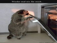 Waschb�r-Koch: Erfolglos im Backofen!