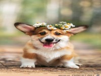 Das Blumenkranzerl passt gut zu mir