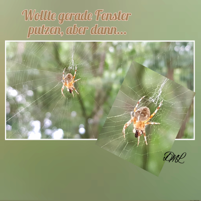 Spinne-am-Fenster.png von Despina1