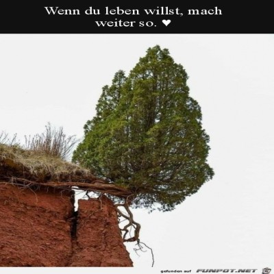 Leben-am-Limit.jpg von Alya