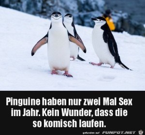 Pinguine.jpg auf www.funpot.net