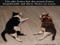 Lernf�hige Katze