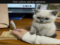 K�tzchen fordert Arbeitspause