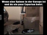 Katzenkommando gegen Spinnenalarm!