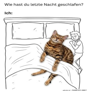 Katzenlogik:-Eroberte-Betten!.jpg von Tobias-1995