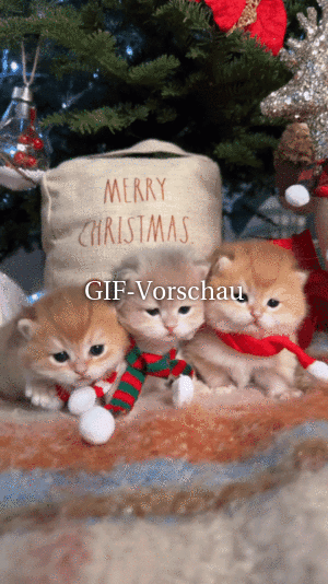 Weihnachts-Kätzchen