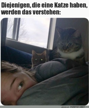 Katzenbesitzer-kennen-das.jpg auf www.funpot.net