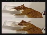 Katze probiert Seife, unbeeindruckt