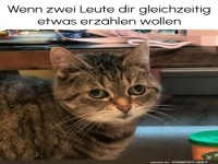 �berfordert wie eine Katze auf einer Party