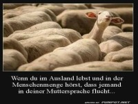 Schaf mit Ohren auf Empfang