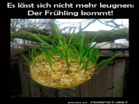 Fr�hlings-Pflanzen-H�ngelampe!