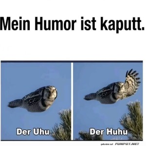 Flug-der-lauten-Eule.jpg von Schwesterchen