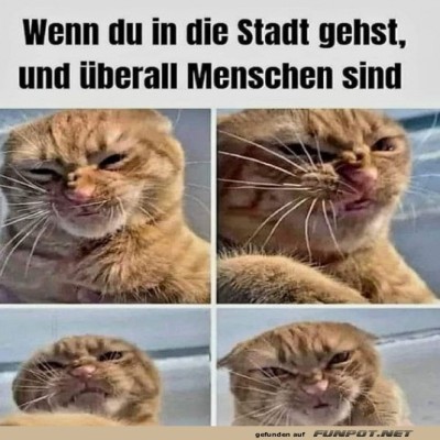 Kampf-der-Katzen:-Menschen-&uuml;berall!.jpg von Nele68