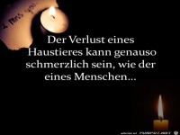 der Verlust eines Haustieres