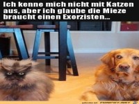 Fieser Katzenblick