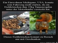 dieses Eichh�rnchen kommt zu Besuch nur mit Geschenken