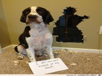 Er hat tats�chlich die Wand gefressen