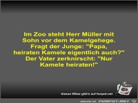 Im Zoo steht Herr Mller mit Sohn vor dem Kamelgehege