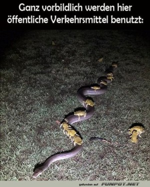 ffentliche-Verkehrsmittel.jpg auf www.funpot.net