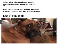 Hund h�rt verd�chtiges Ger�usch