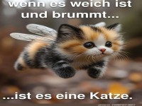 Fluffige Bienenkatzen-Erkenntnisse