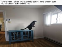 Katzendrache bei Nachbarschaftsdrama erwischt