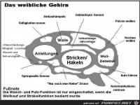 weibliches Gehirn
