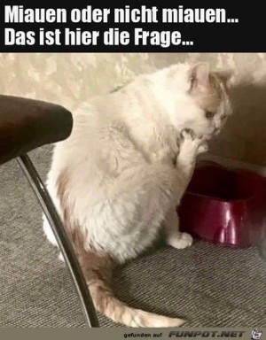 Miauen-oder-nicht.jpg auf www.funpot.net