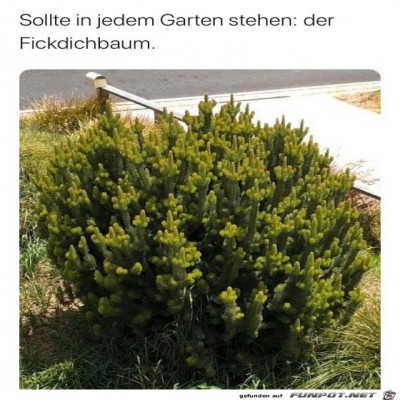 Besonderer-Busch.jpg von Susan