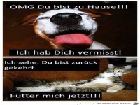 Unterschied Hund Katze