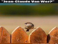 Lustiger Vogel