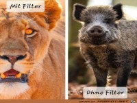 Mit und ohne Filter