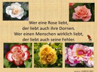 Wer Rosen liebt